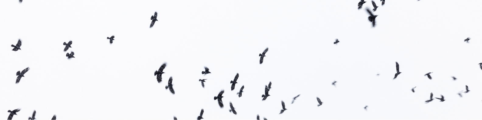 Nevermore Homeopathy Services